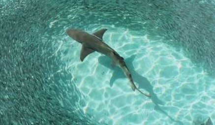 shark-tiburon-school (1)