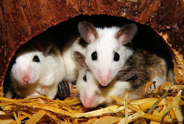 los-ratones-transmiten-un-virus-que-se-confunde-con-la-gripe-y-puede-matar_full_landscape