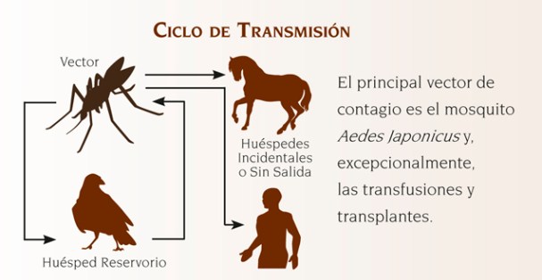 Resultado de imagen de fiebre del nilo