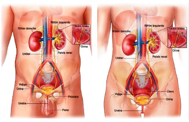 diferencia-sistema-excretor-masculino-y-femenino