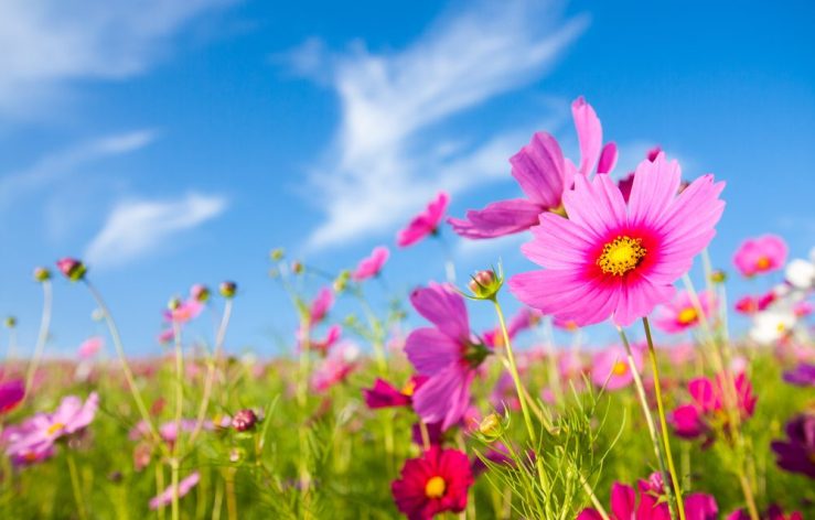 shutterstock_165277220-1000x640