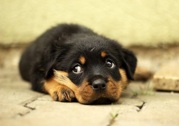 fotos-de-perritos-tiernos